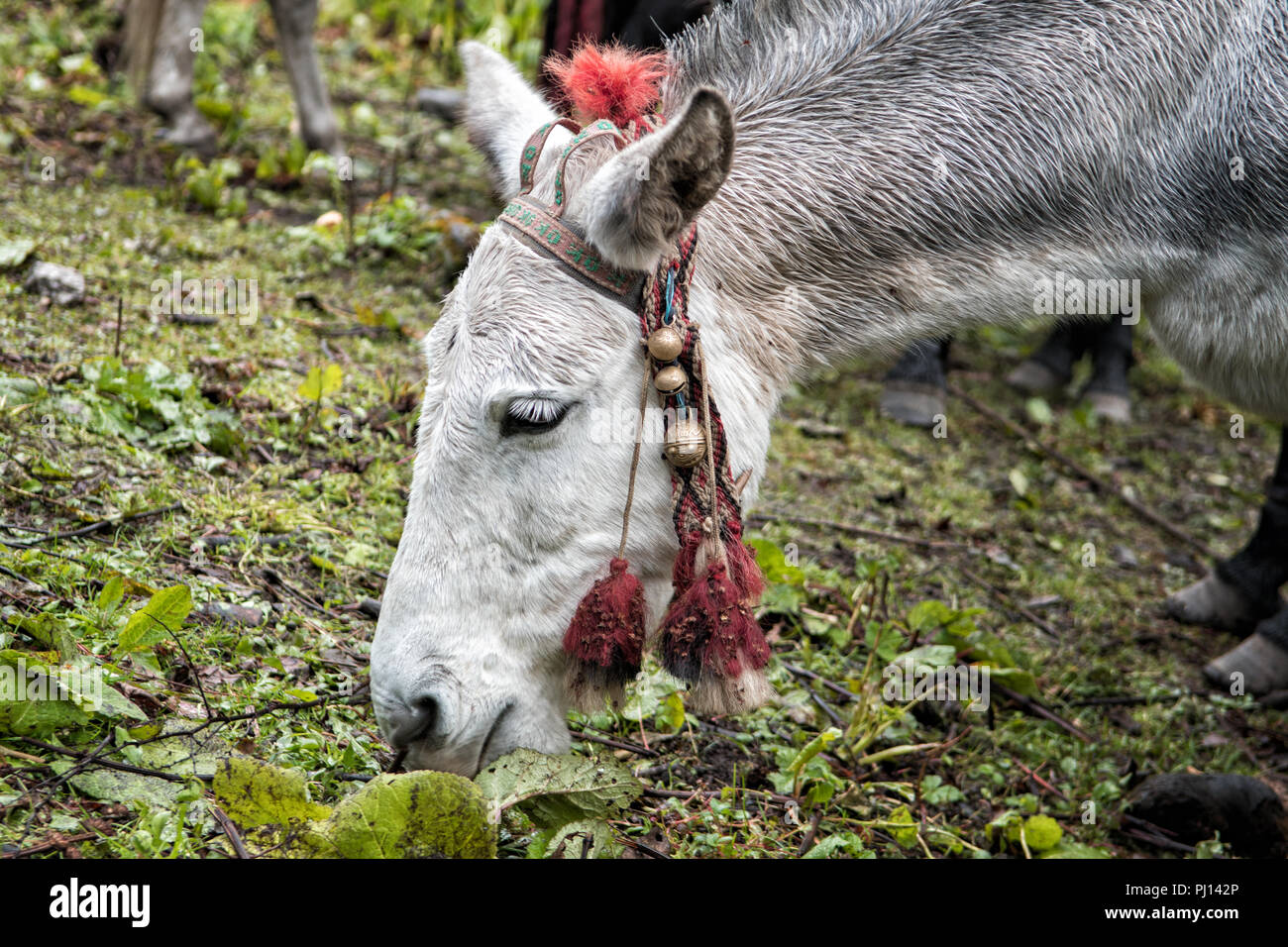 Pack animale a Thongo Zampa camp, Paro distretto, Snowman Trek, Bhutan Foto Stock