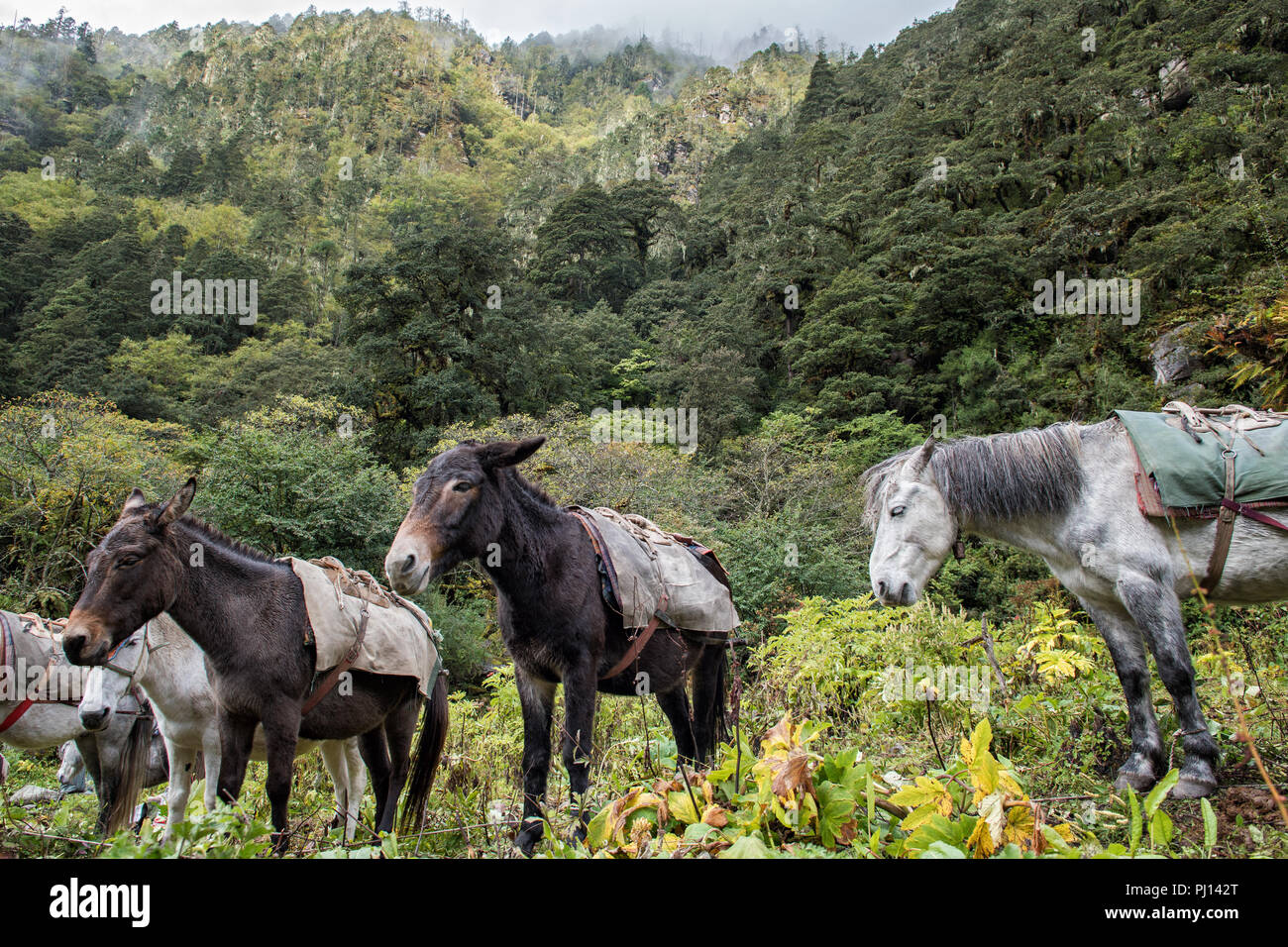 Cavalli e muli a Thongo Zampa camp, Paro distretto, Snowman Trek, Bhutan Foto Stock