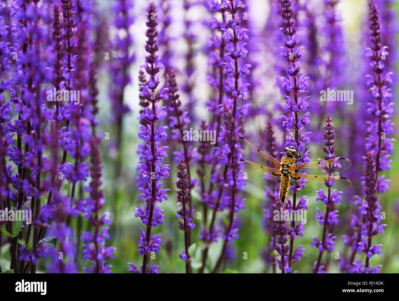 Libellula su salvia fiori in un prato estivo. Sfondo floreale. Foto Stock