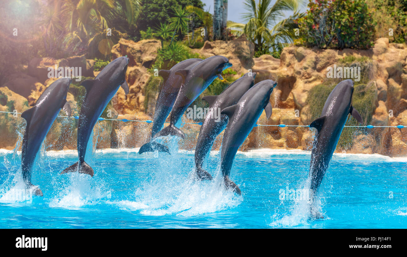 Il gruppo di salto dei delfini durante la mostra in zoo. Foto Stock