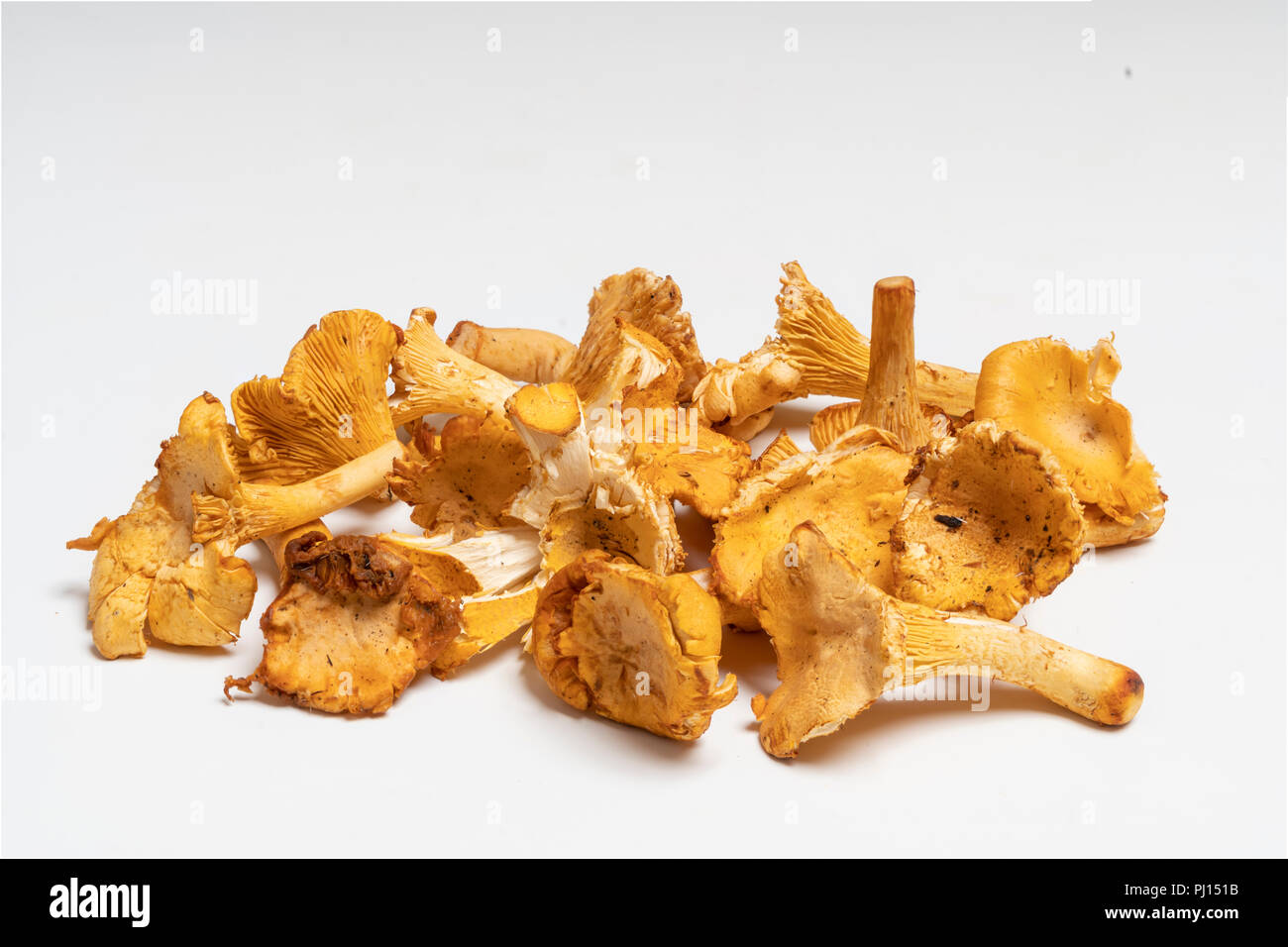 Finferli (Cantharellus cibarius) su una superficie bianca Foto Stock