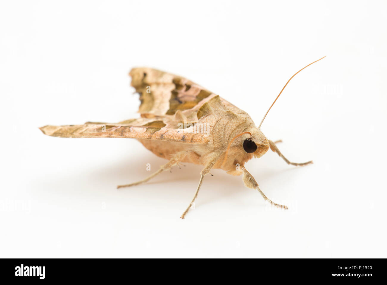 Un angolo sfumature tarma Phlogophora meticulosa, fotografato su uno sfondo bianco. Nord Inghilterra Dorset Regno Unito GB. Foto Stock