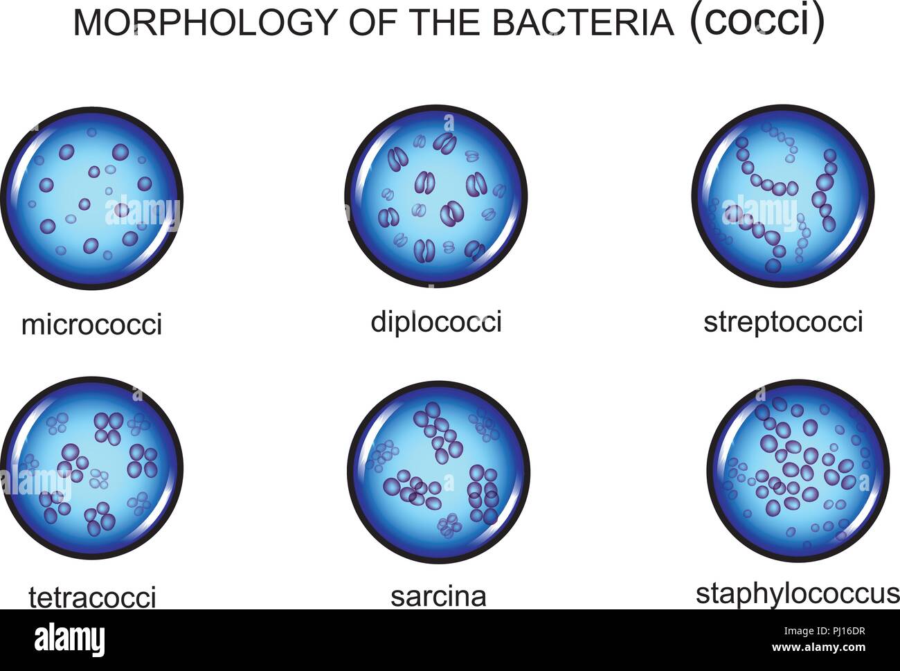 Illustrazione vettoriale di microrganismo morfologia. cocci, microbiologia Illustrazione Vettoriale