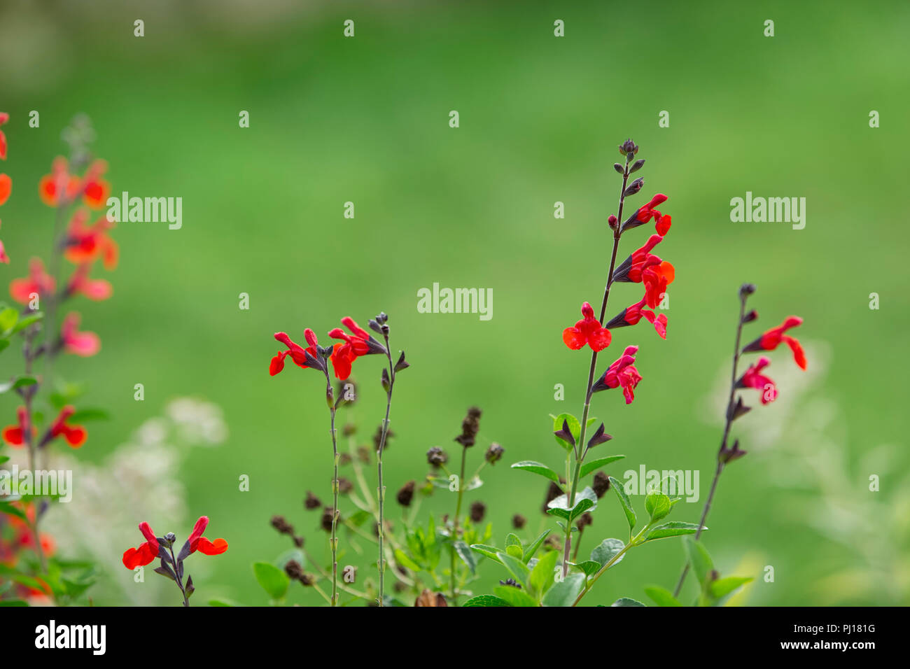 Red Salvia fiori. Foto Stock