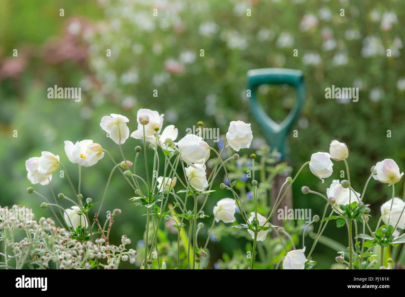 Anemoni giapponesi ina Garden cottage in Galles. Foto Stock