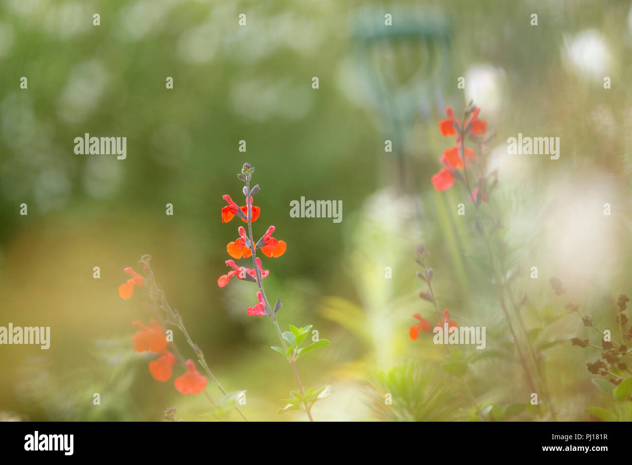 Red Salvia fiori. Foto Stock