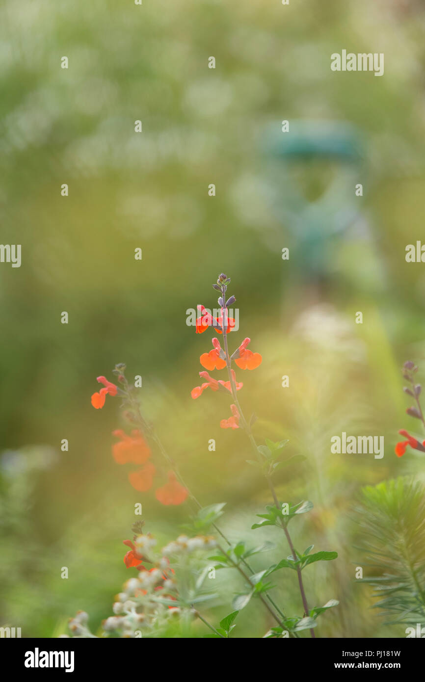 Red Salvia fiori. Foto Stock