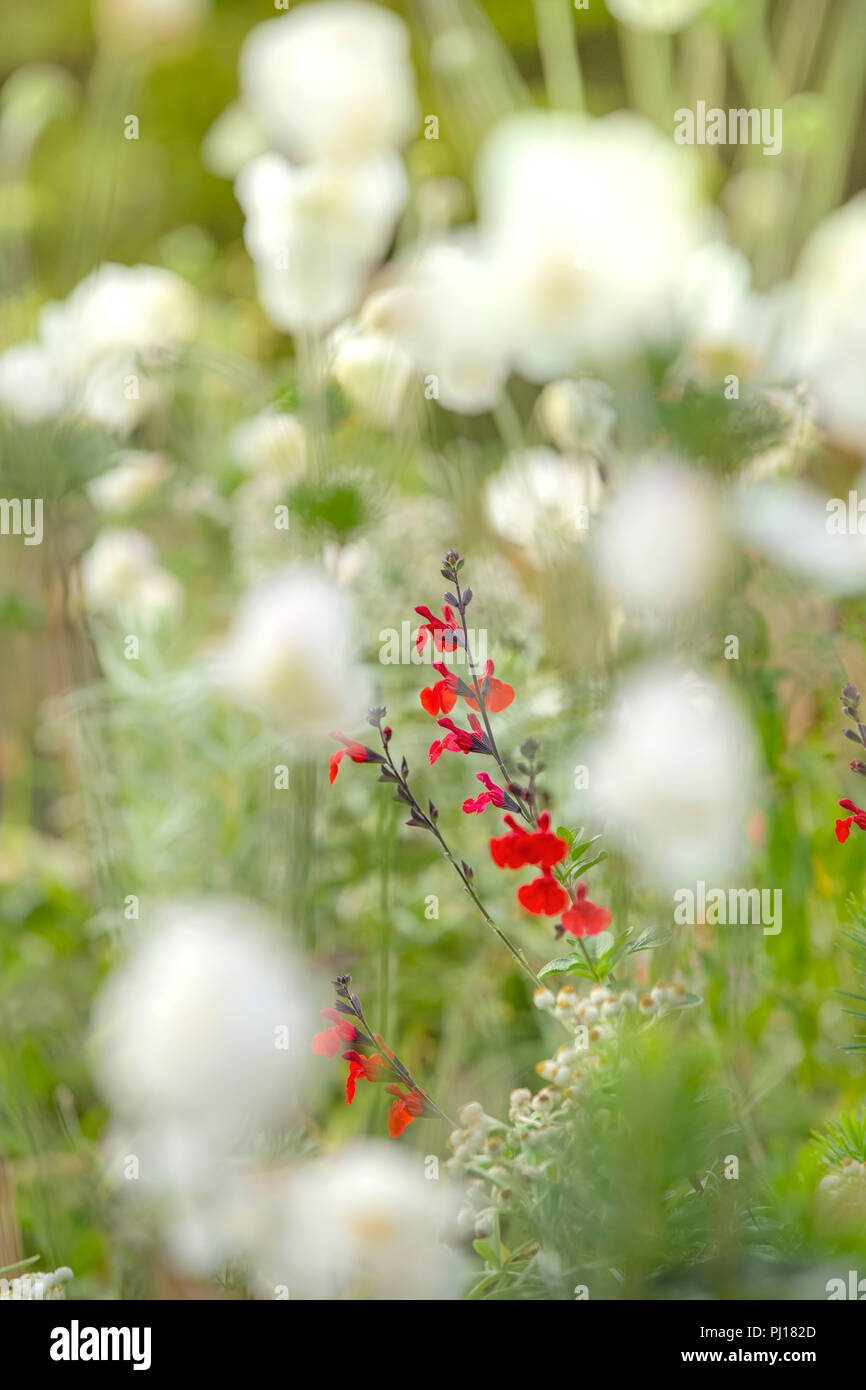 Red Salvia fiori. Foto Stock