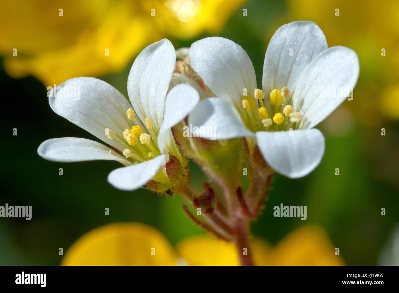 Prato Sassifraga (saxifraga granulata), in prossimità di un paio di fiori che crescono tra renoncules. Foto Stock