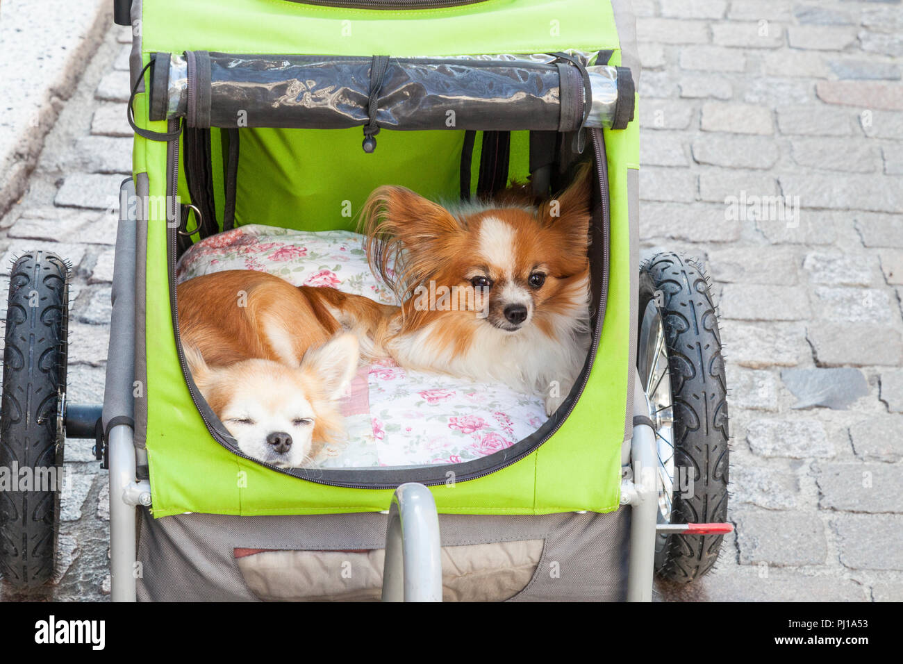 Due carino piccolo Pomerania i cani in un carrello di spinta su una passeggiata in città con pavimentazione in background. Chiudere in su su loro giacente su coperte all'interno. Trasporto Foto Stock