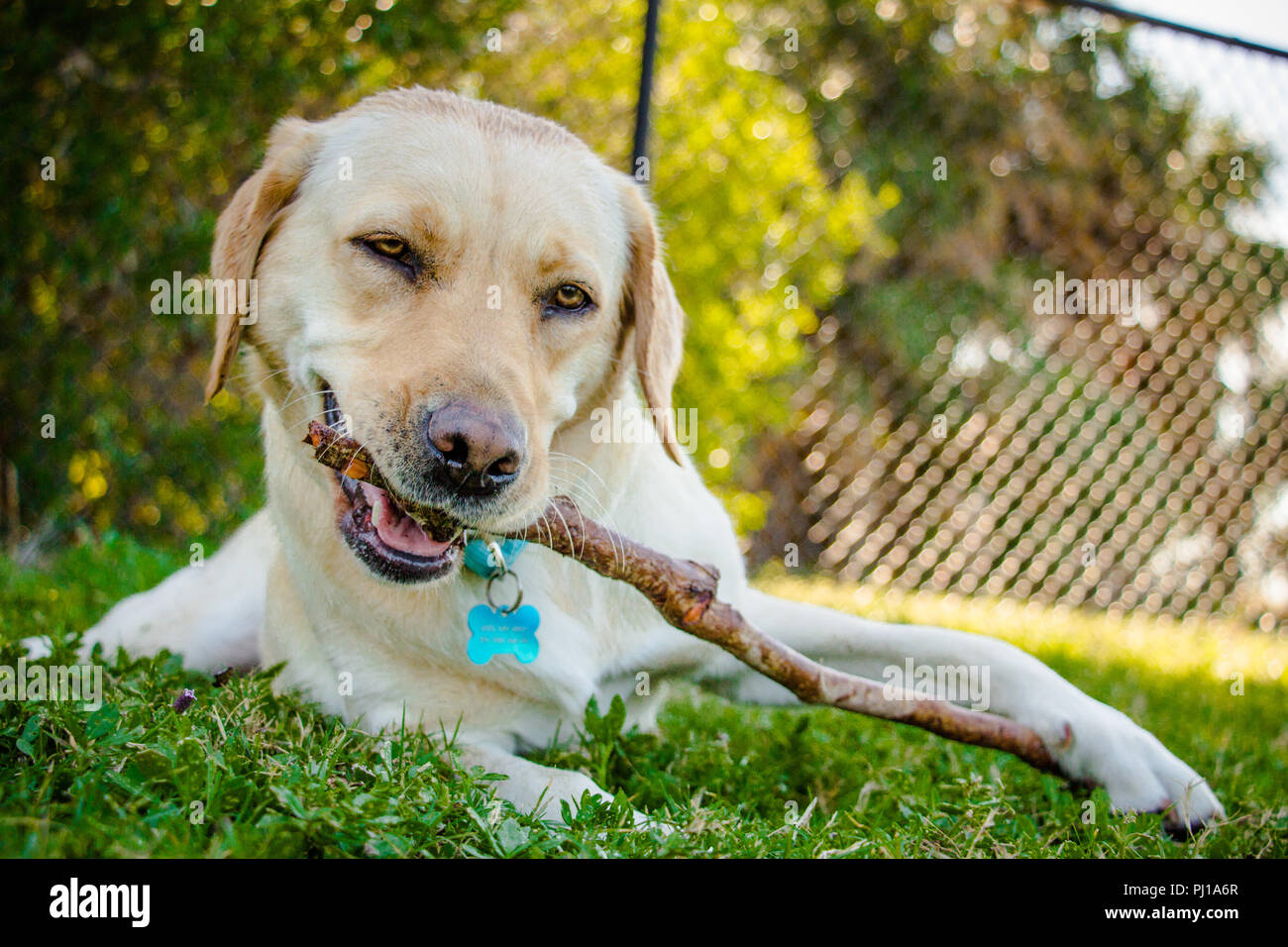 Cane Labrador sdraiato su erba masticare un bastone, Stati Uniti Foto Stock