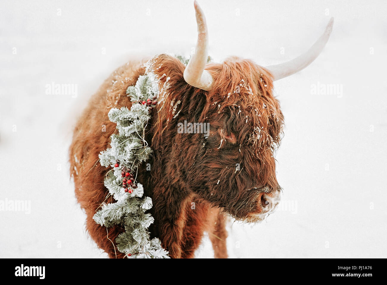 Ritratto di un altopiano di mucca nella neve indossando una ghirlanda di Natale, British Columbia, Canada Foto Stock