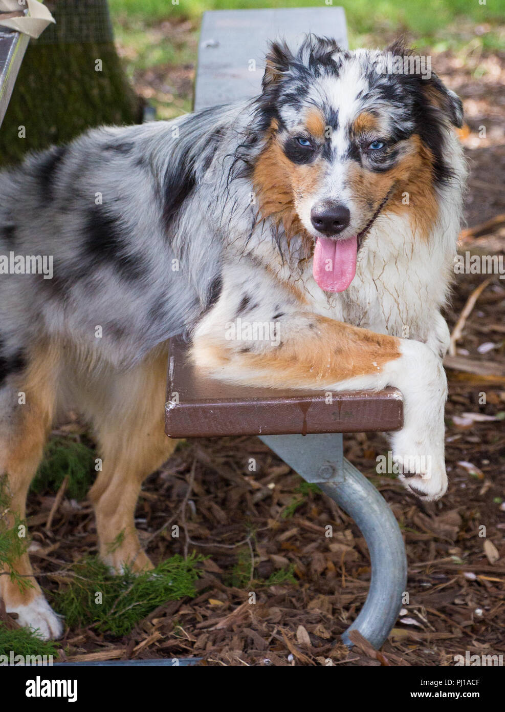 Ritratto di un umido pastore australiano cucciolo di cane appoggiato su una panca, Stati Uniti Foto Stock