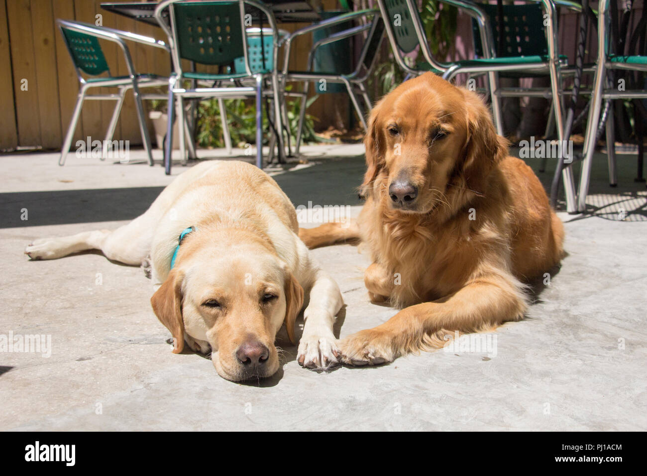 Retriever e labrador cani giacente in sun, Stati Uniti Foto Stock