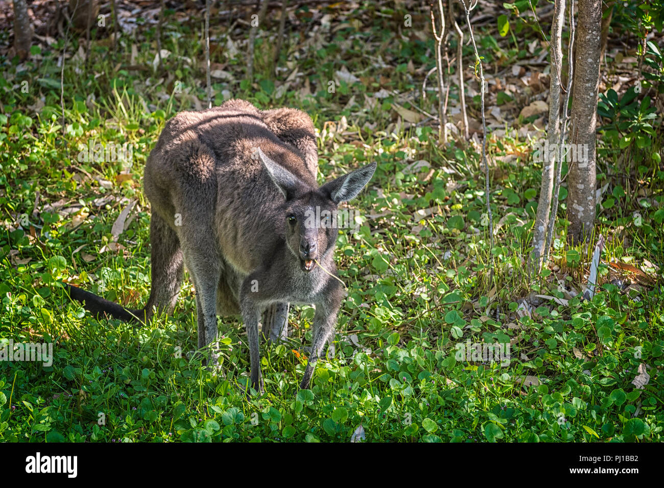 Grigio occidentale Canguro (Macropus fuliginosus melanops), Australia Foto Stock