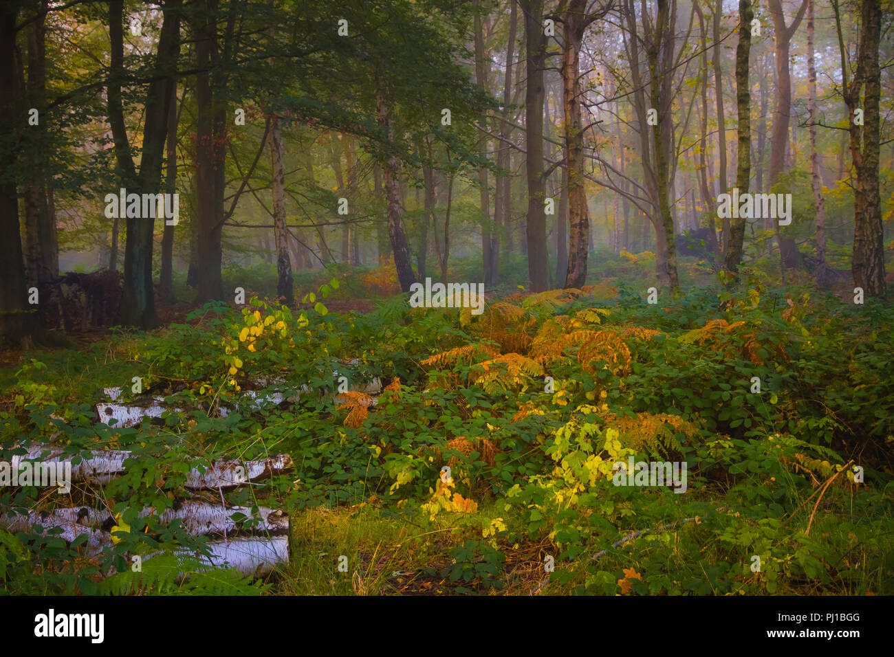 Autunno in un argento di legno di betulla. Foto Stock Autunno in un argento di legno di betulla. Foto Stock