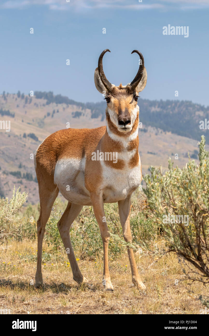 Pronghorn (Antilocapra americana) maschio in highland prairie, il Parco Nazionale di Yellowstone, Wyoming USA Foto Stock