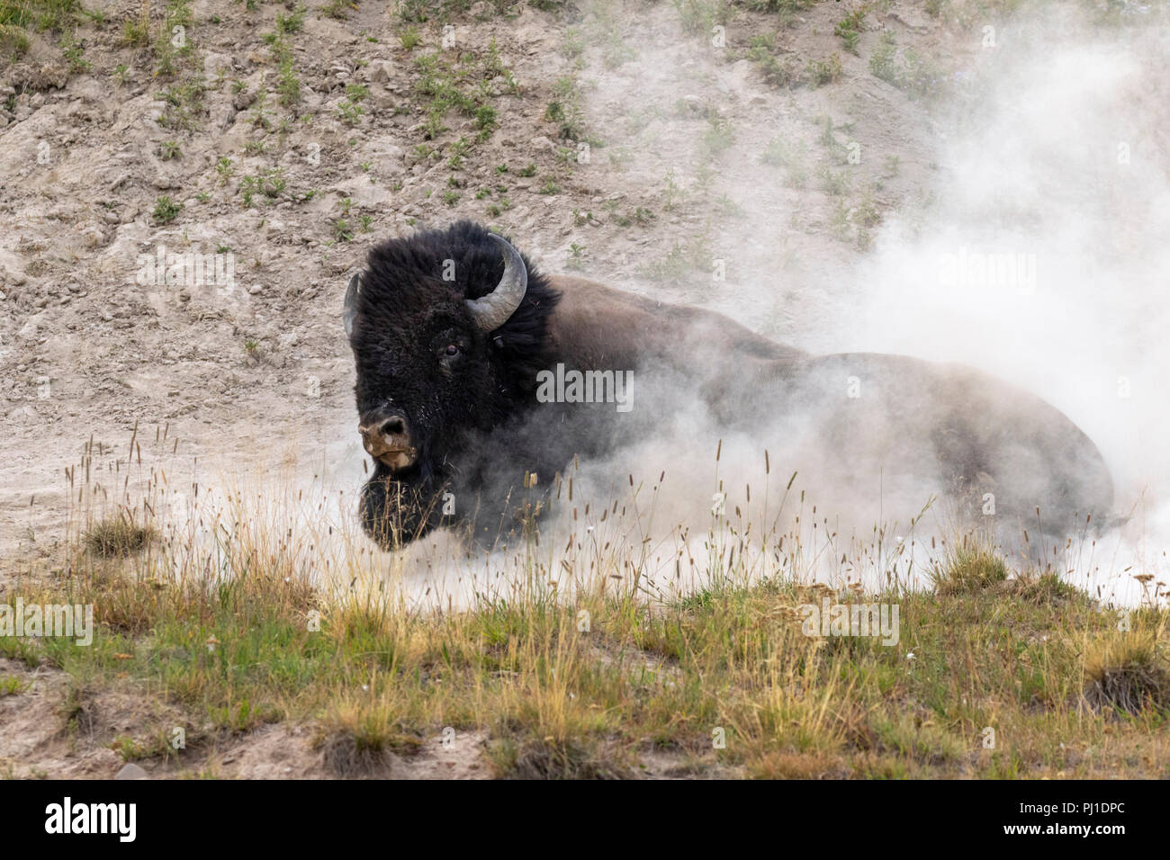 I bisonti americani (Bison bison) maschio rotoli in un sguazzi prendendo un bagno di polvere, il Parco Nazionale di Yellowstone, Wyoming negli Stati Uniti. Foto Stock