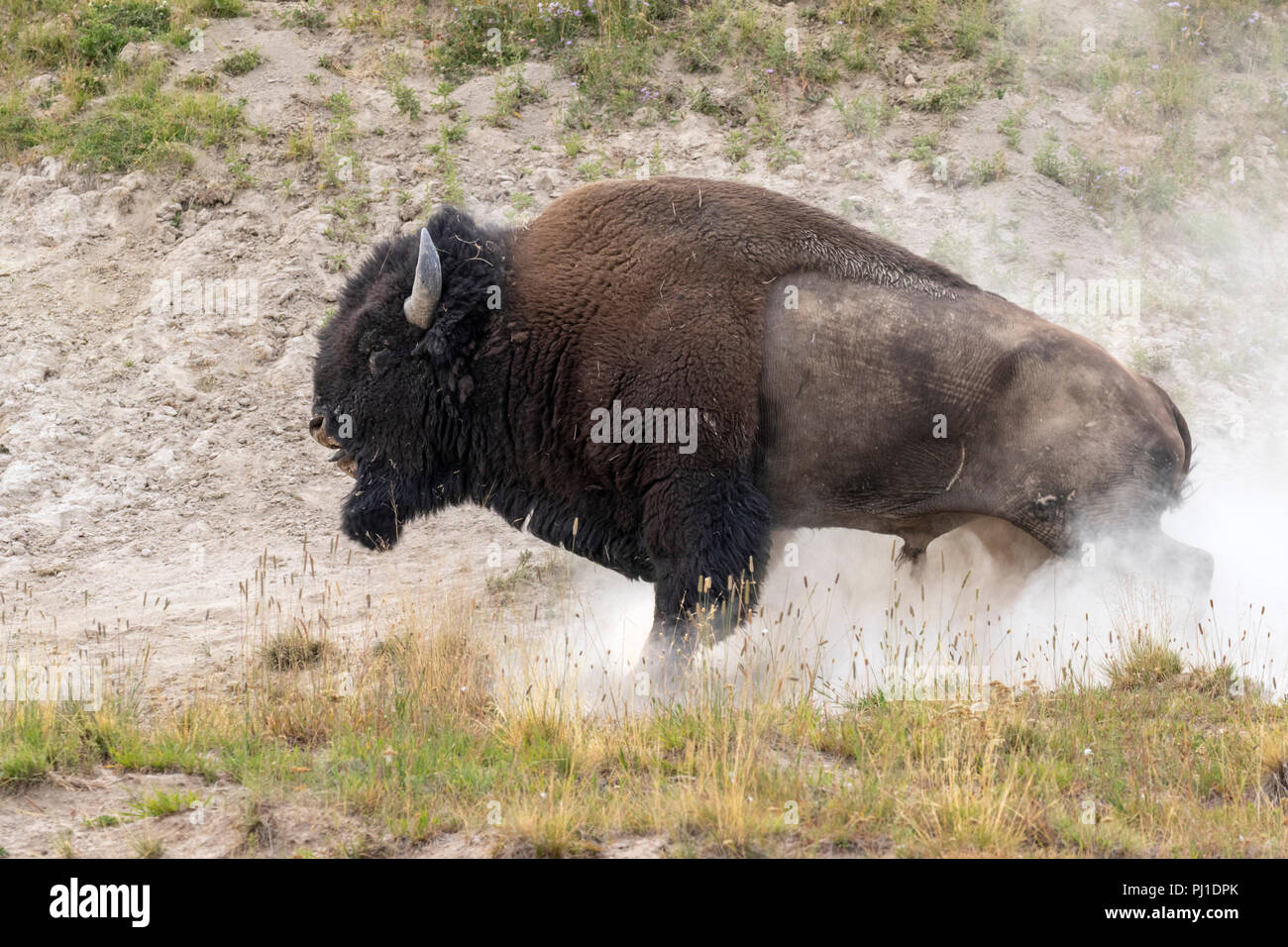 I bisonti americani (Bison bison) maschio di balneazione in polvere, il Parco Nazionale di Yellowstone, Wyoming USA Foto Stock