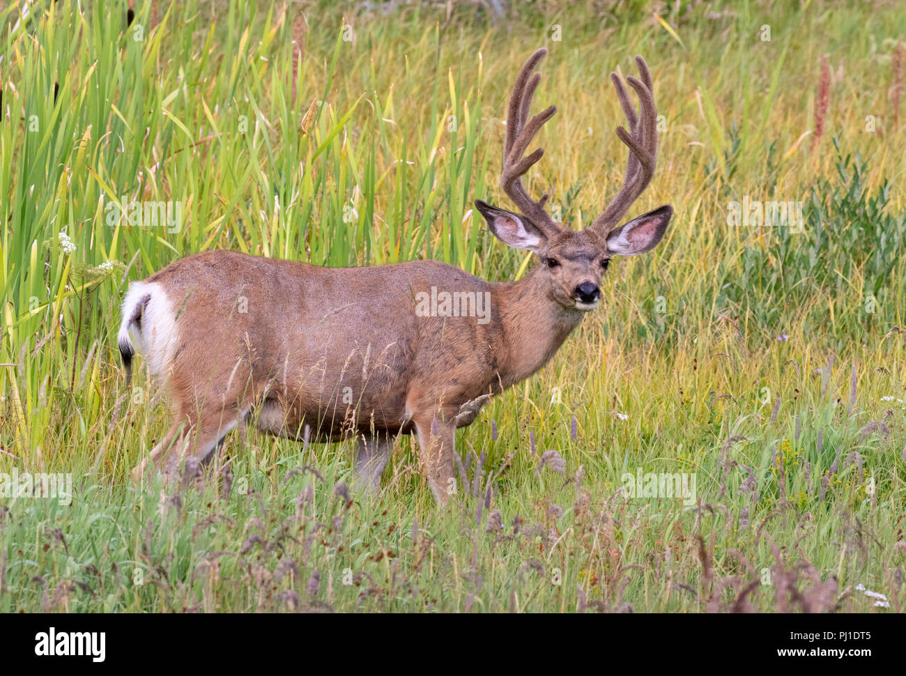 Mule Deer (Odocoileus hemionus) maschio il pascolo in erba alta, il Parco Nazionale di Yellowstone, Wyoming USA Foto Stock