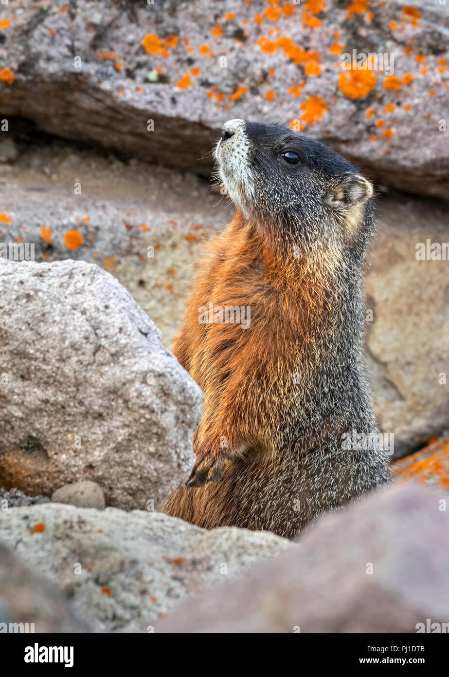 Marmotta di ventre giallo (Marmota flaviventris) in habitat rocciosi, il Parco Nazionale di Yellowstone, Wyoming USA Foto Stock