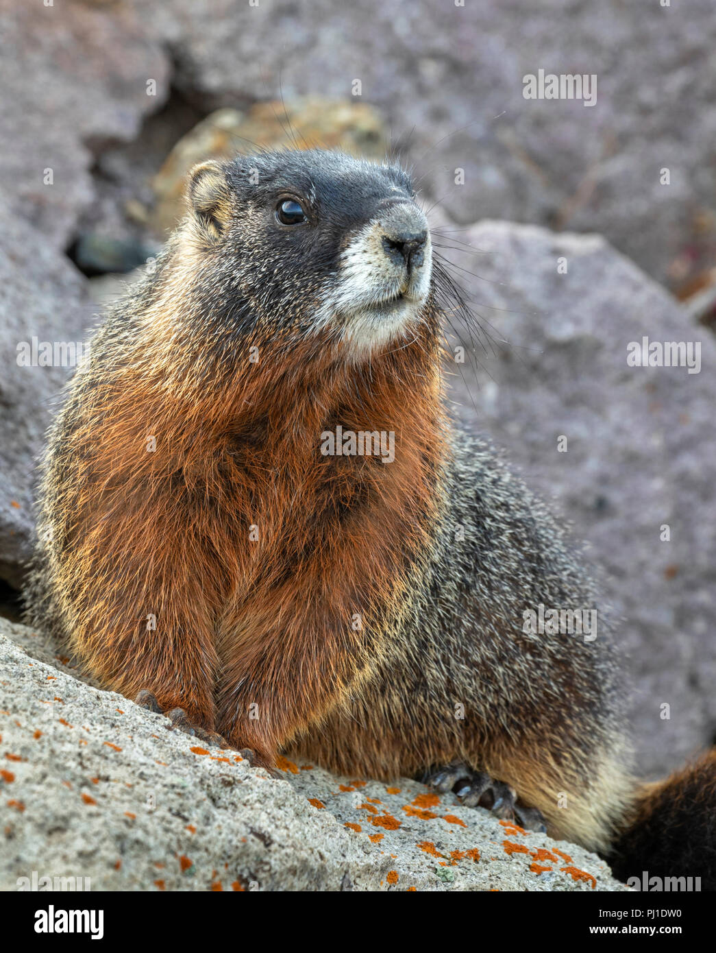 Marmotta di ventre giallo (Marmota flaviventris) in habitat rocciosi, il Parco Nazionale di Yellowstone, Wyoming USA Foto Stock