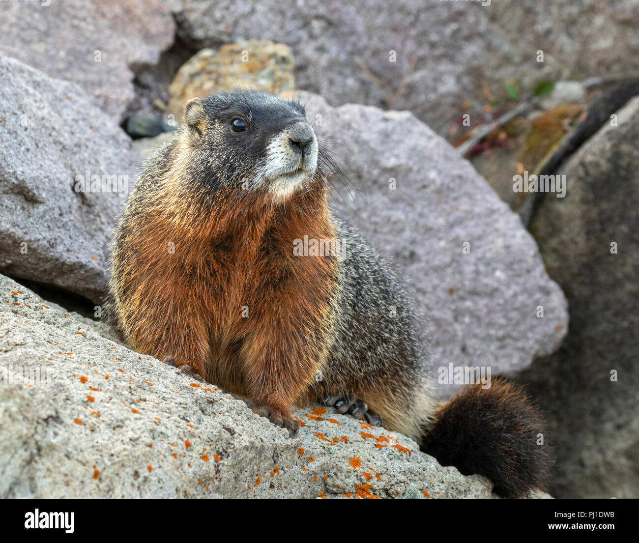 Marmotta di ventre giallo (Marmota flaviventris) in habitat rocciosi, il Parco Nazionale di Yellowstone, Wyoming USA Foto Stock