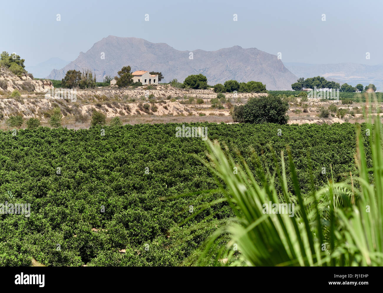 Campagna agricola campi fertili con cespugli verdi a Algorfa village, giornata di sole. Montagne Rocciose e cielo blu. Natura tropicale. Alicante. Costo Foto Stock