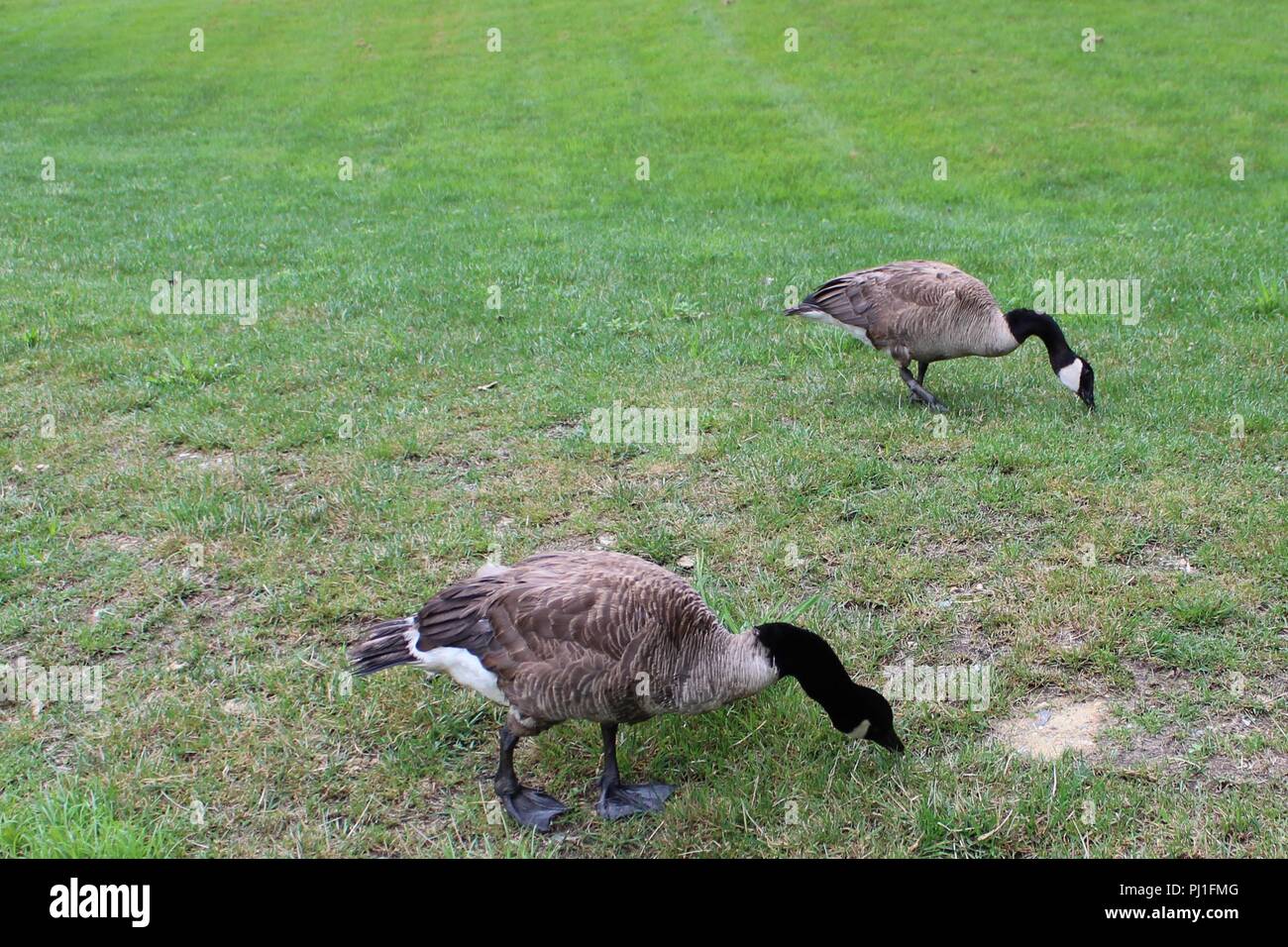 Due oche mangiare erba Foto Stock