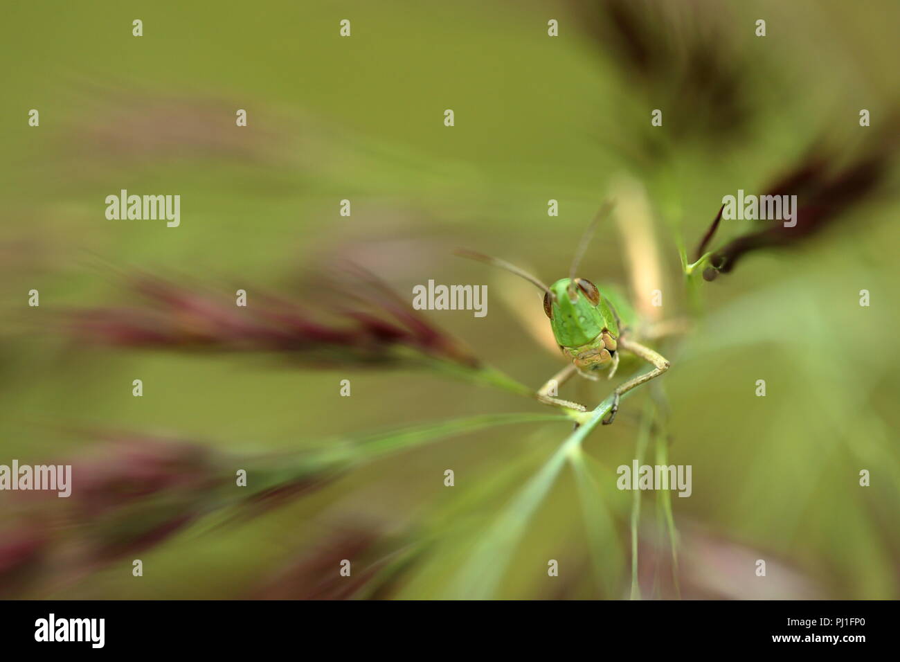 Grasshopper prato su canna Foto Stock