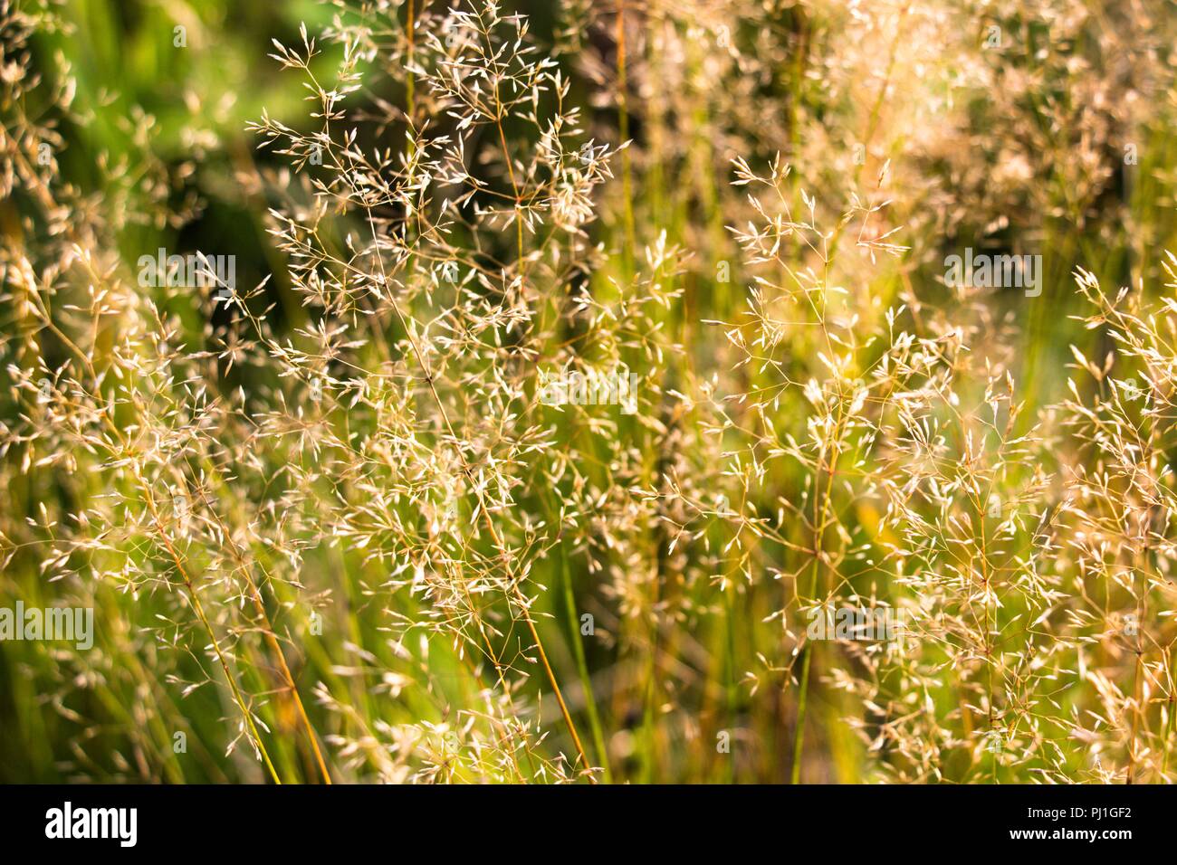 Un sacco di bella e verde germogli vegetali. Un aspetto molto bello tra i soliti piante erbacee. Foto Stock