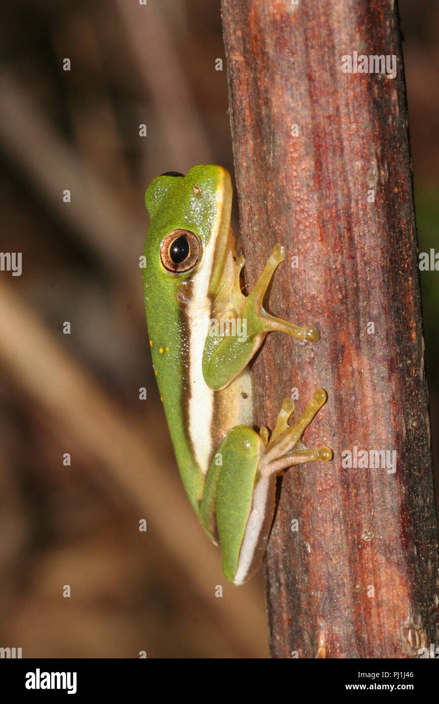 Ritratto di un American ranocchio verde. Foto Stock