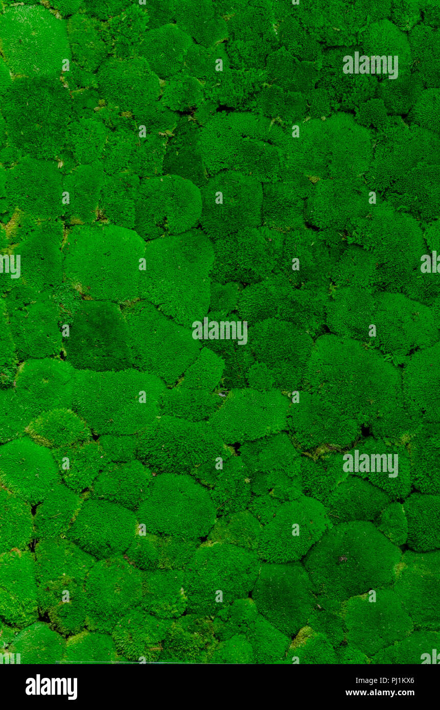 Verde muschio sfondo a parete Foto Stock