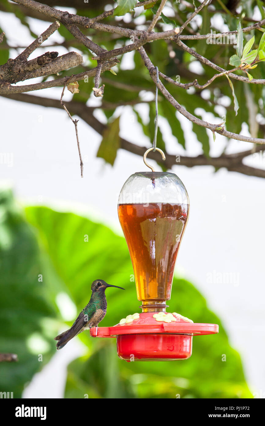 Hummingbird accanto a un alimentatore con acqua e zucchero in esso Foto Stock