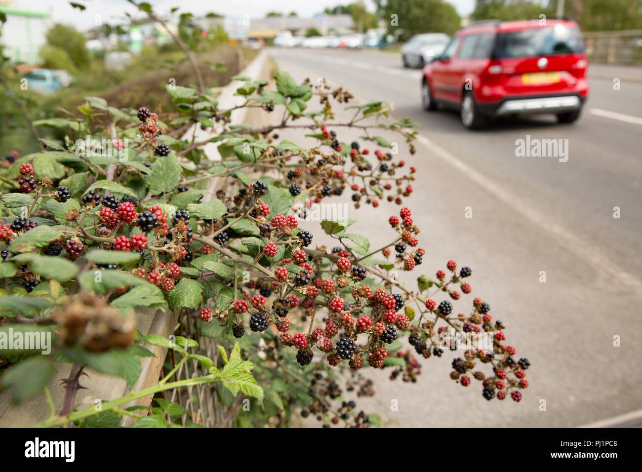 More, genere Rubus, che crescono su di un ponte stradale sul Dorset Stour fiume in Gillingham Nord Inghilterra Dorset Regno Unito GB Foto Stock