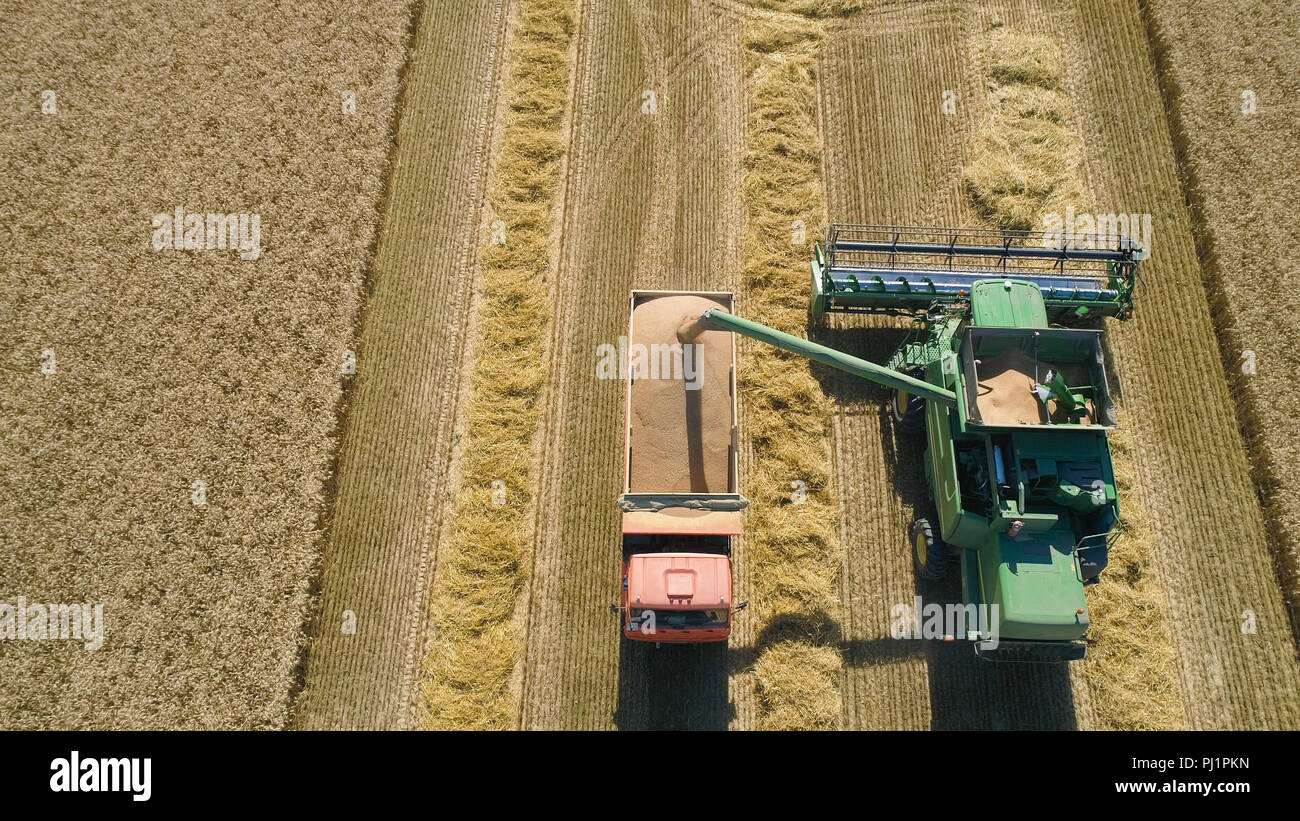 Mietitrebbia al lavoro campo di raccolta del frumento. Vista aerea mietitrebbia mows spikelets mature, orzo, segala. Mietitrebbia il raccolto di grano maturo su una farm. Foto Stock