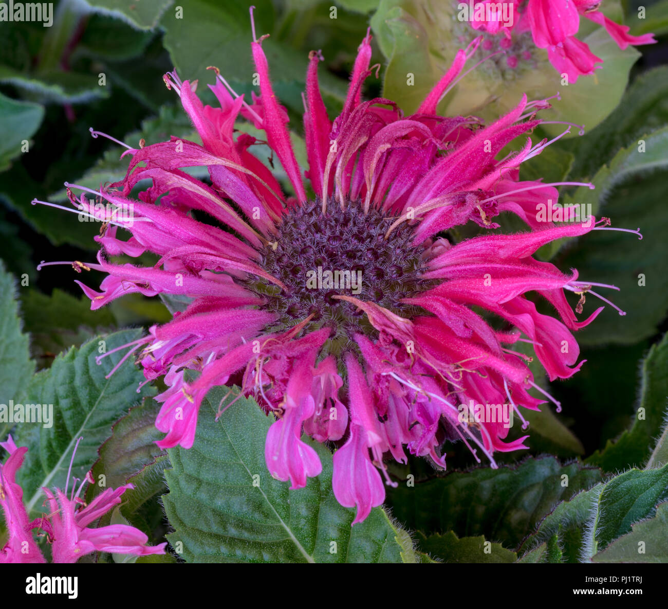 Colore naturale macro di un singolo rosso scarlatto fiore di un monarda didyma/crimson beebalm/scarlet beebalm/scarlet monarda/ oswego tea/bergamotto Foto Stock