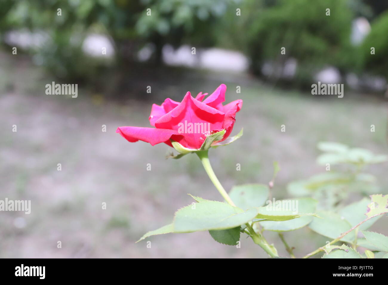Deep pink,rosa con dei fiori il verde delle foglie e gambi di albero.Red Rose, simbolo dell'amore. Foto Stock