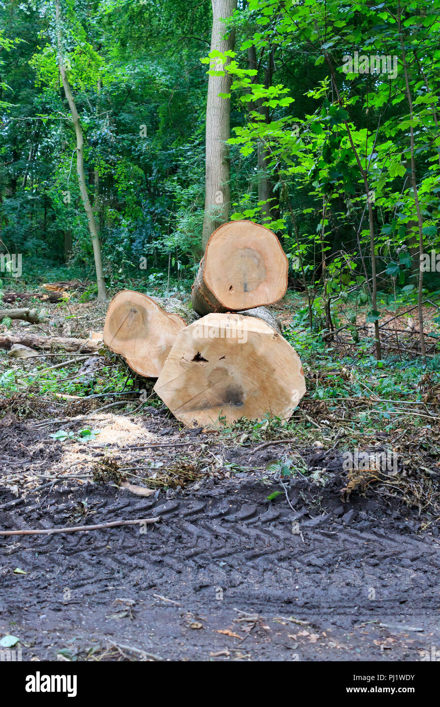 Tronchetti di legno nella foresta Foto Stock
