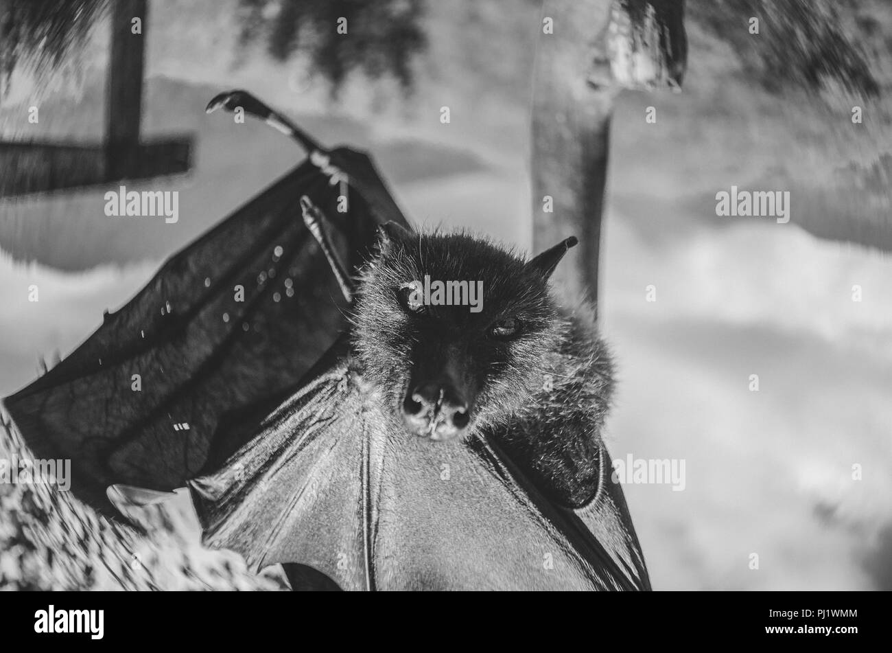 Ritratto in bianco e nero di un gigante di frutta Bat/Flying Fox appeso; in bianco e nero serie di ritratti di frutto di bat o flying fox Foto Stock