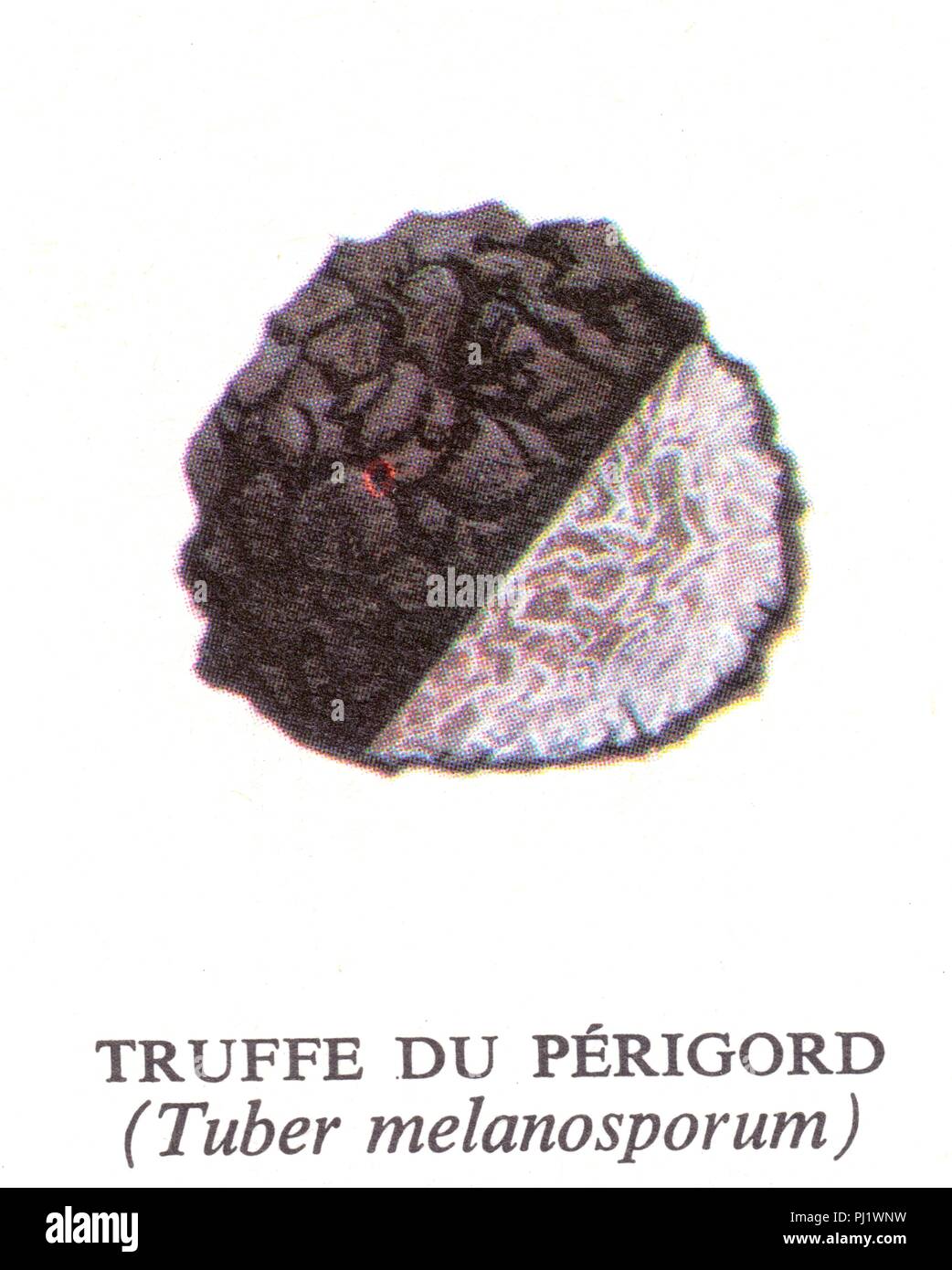 Champignon truffe du Périgord Foto Stock