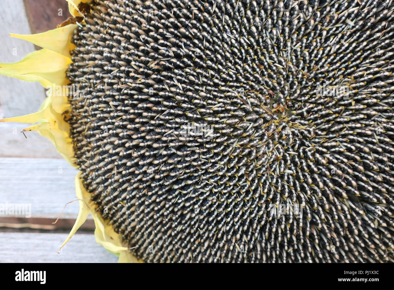 Semi di girasole ancora in testa Foto Stock