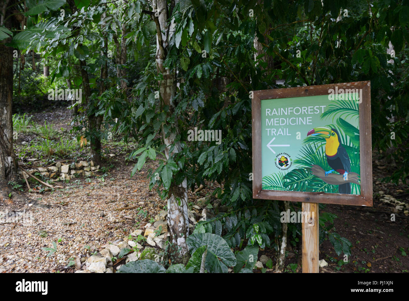 Medicina della foresta pluviale trail, Chaa Creek, Cayo, Belize Foto Stock