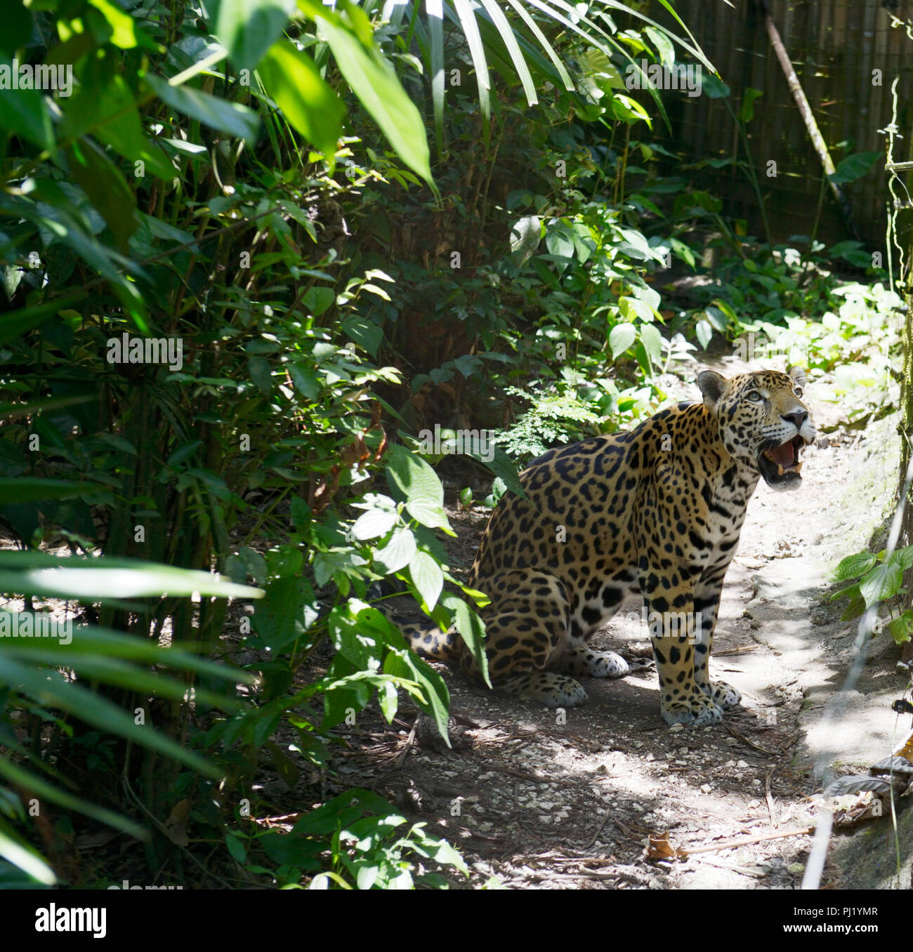 Belize Zoo Foto Stock