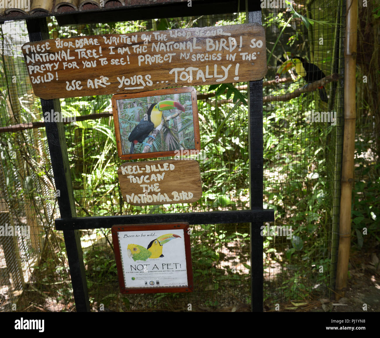 Belize Zoo, toucan enclosure Foto Stock