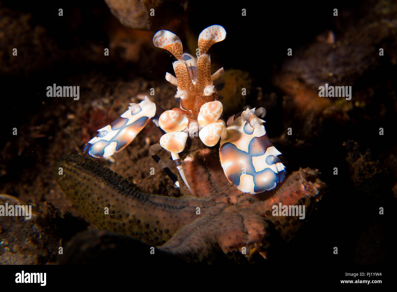 Arlecchino di gamberi - Hymenocera picta - una sorprendente e bella gamberetti che vive in coppie e si nutre di vivere il mare di stelle. Prese a Bali, Indonesia. Foto Stock