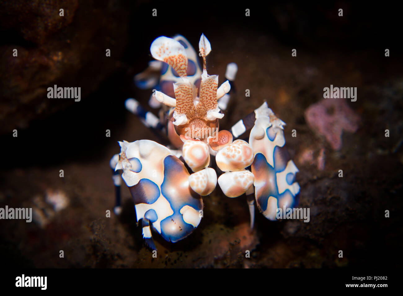 Arlecchino di gamberi - Hymenocera picta - una sorprendente e bella gamberetti che vive in coppie e si nutre di vivere il mare di stelle. Prese a Bali, Indonesia. Foto Stock