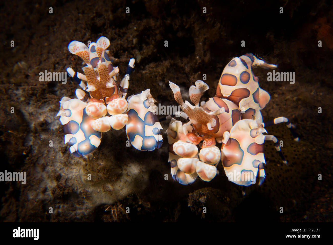 Arlecchino di gamberi - Hymenocera picta - una sorprendente e bella gamberetti che vive in coppie e si nutre di vivere il mare di stelle. Prese a Bali, Indonesia. Foto Stock