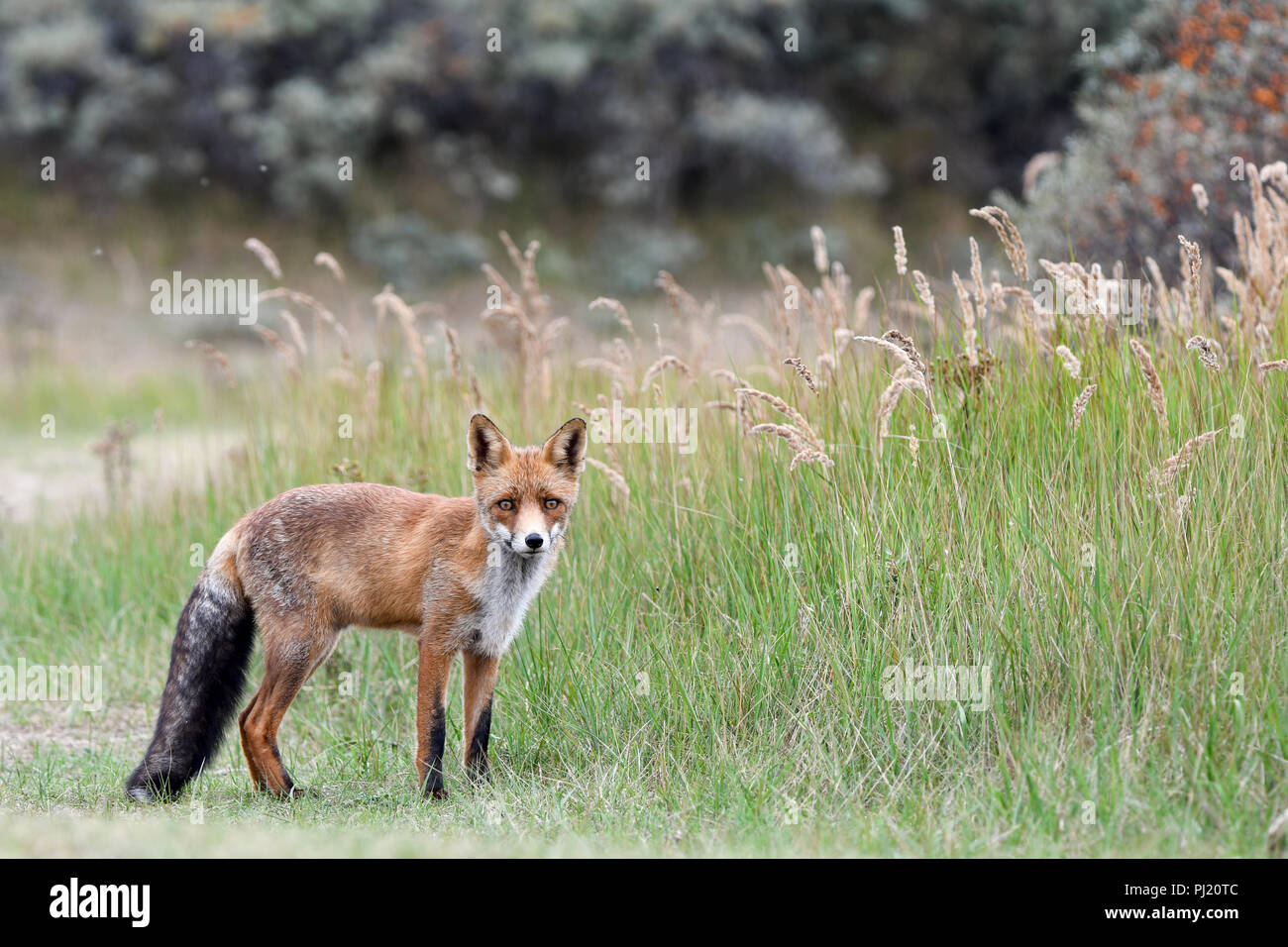 FOX Foto Stock