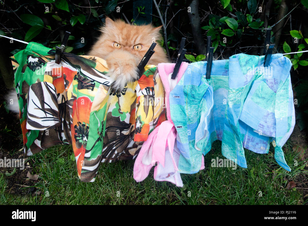 Gatto persiano facendo servizio lavanderia Foto Stock